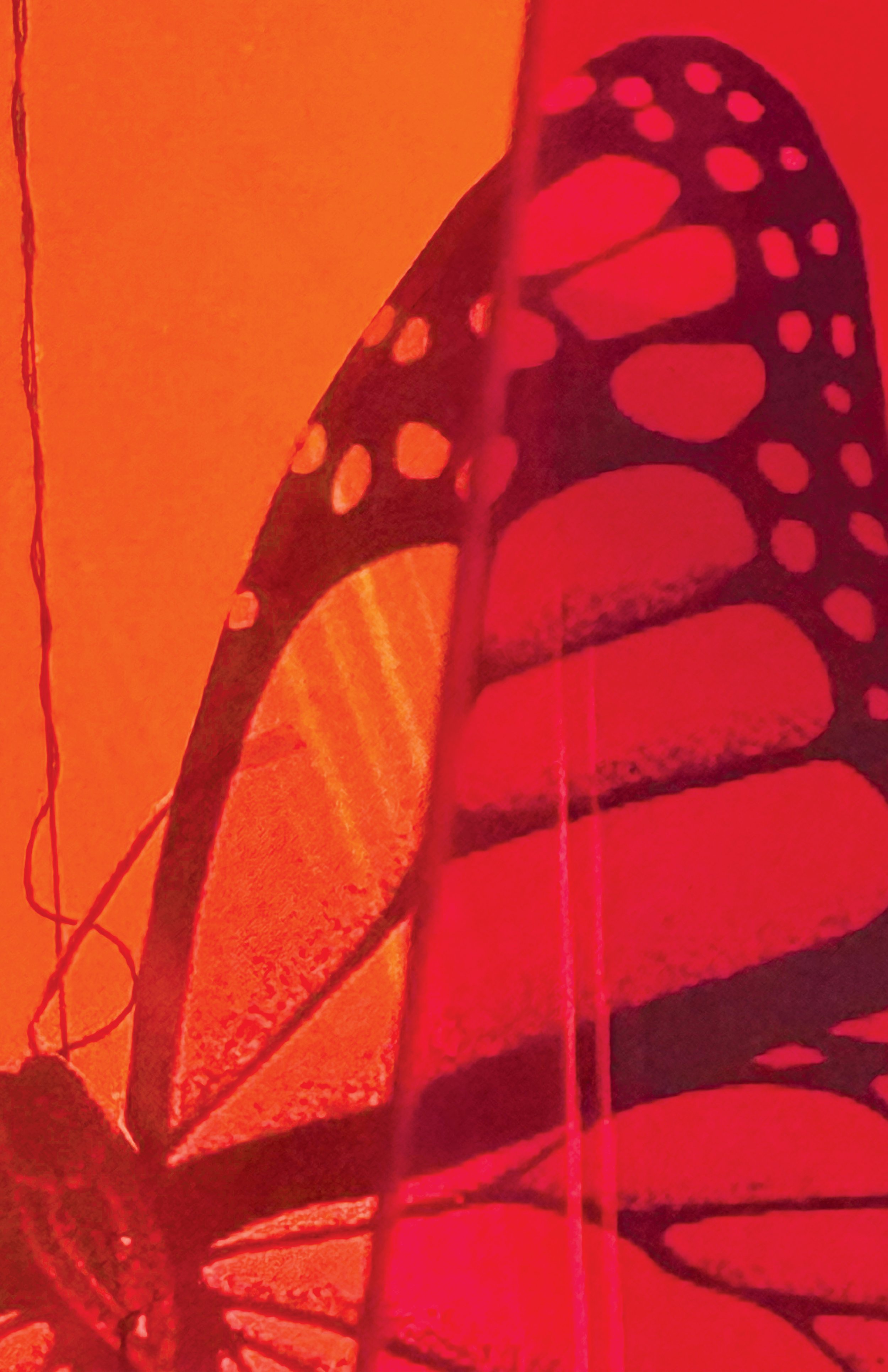 final-butterfly-#9.jpg