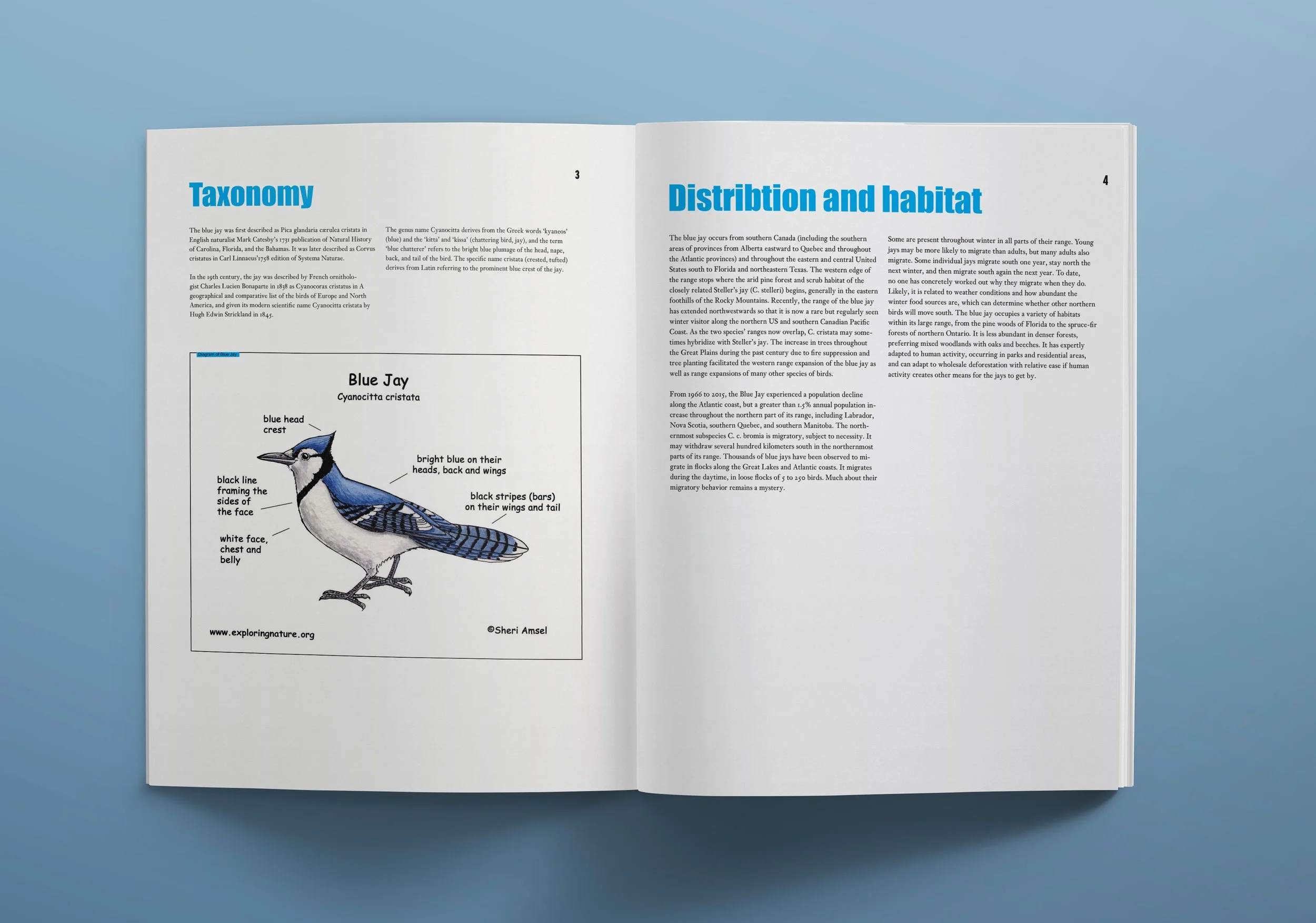 Blue-Jay-Mag-(Another-Spread)-.jpg