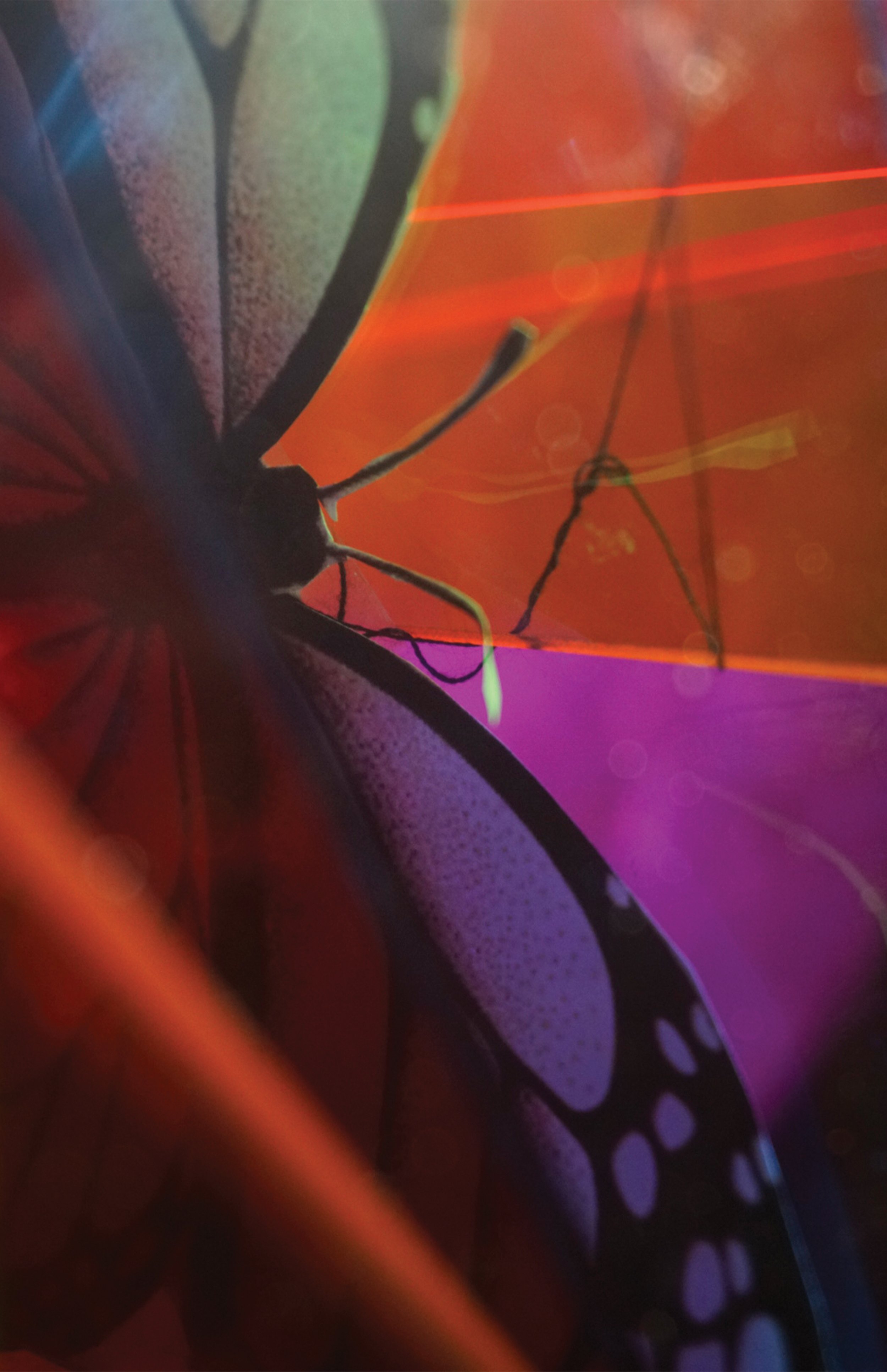 butterfly-#8.jpg