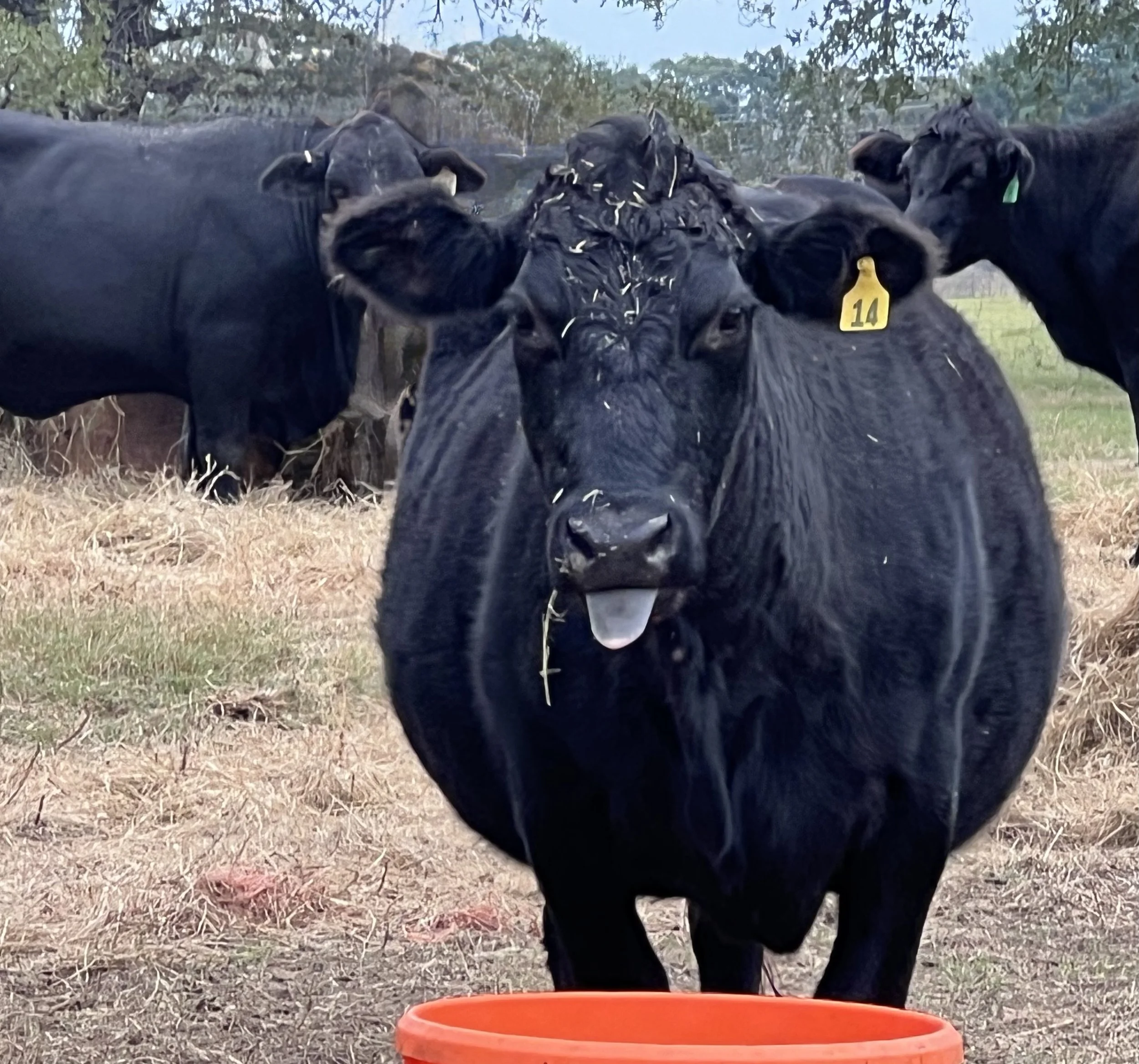 Contact | Eustace, TX — Triple Nickel Ranch