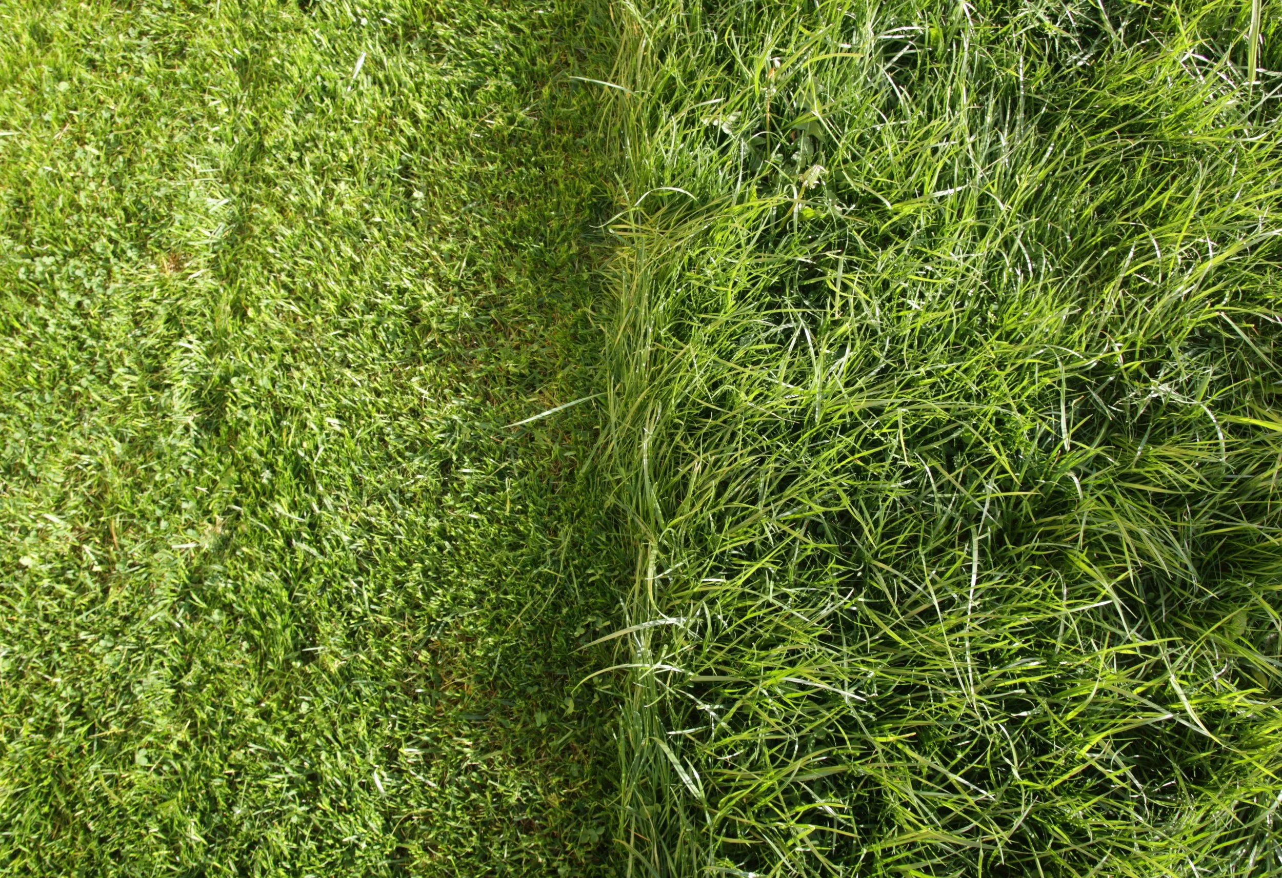 Real Grass vs. Artificial Turf in Arizona: What’s Actually Worth It?