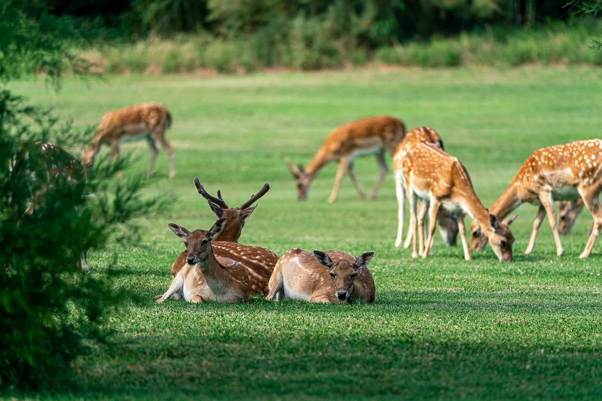 ADC_Summer Camp Albarella-308.jpg