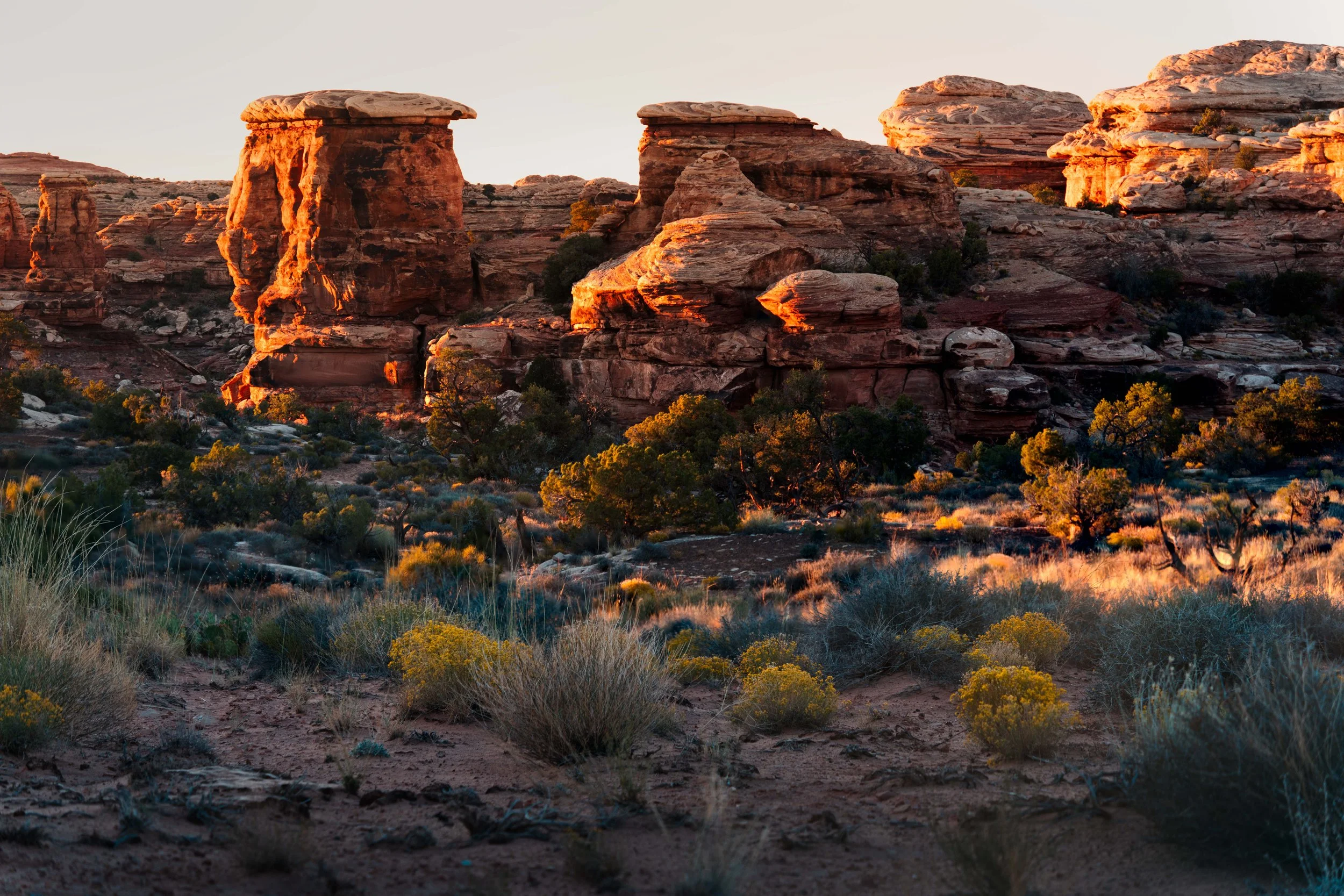 CLNP Focus Stack 2.jpg