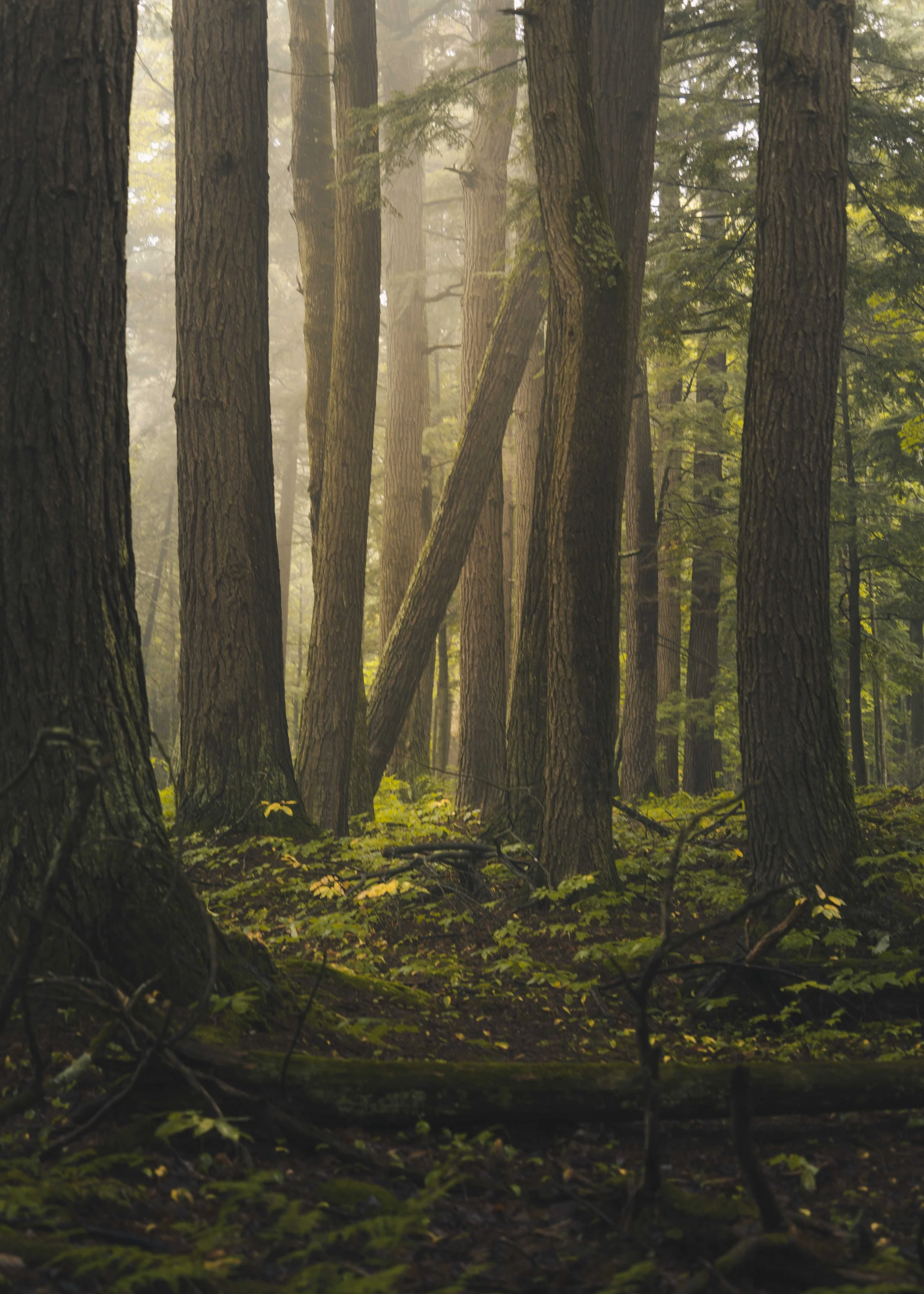 Northwoods