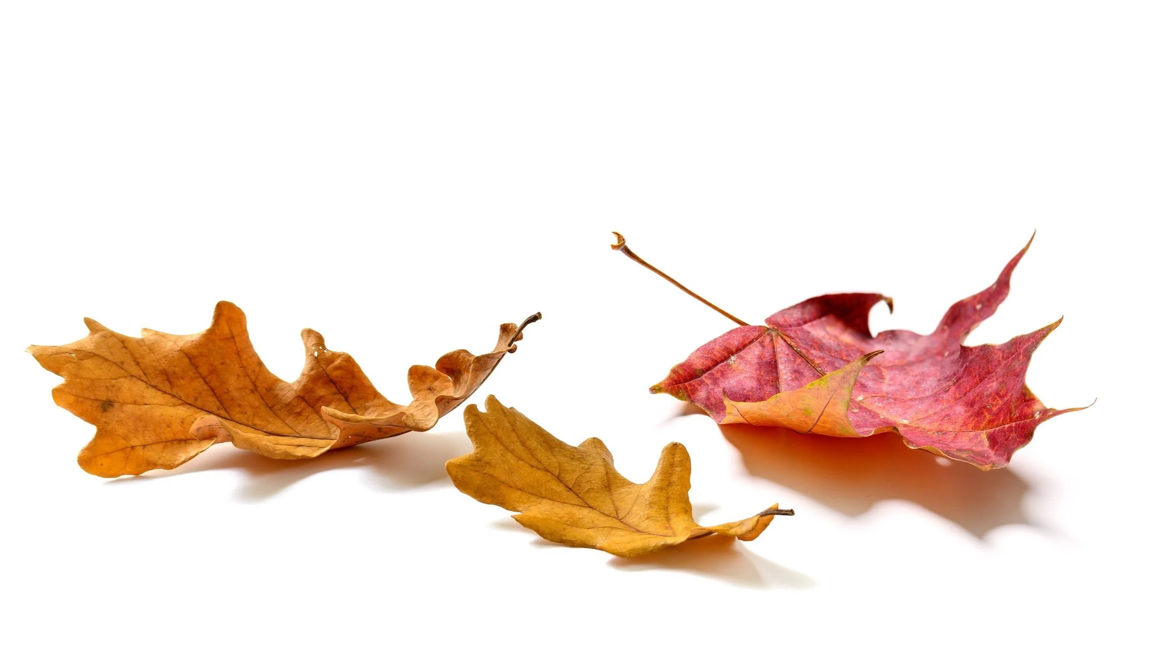 AdobeStock_384506785.jpg