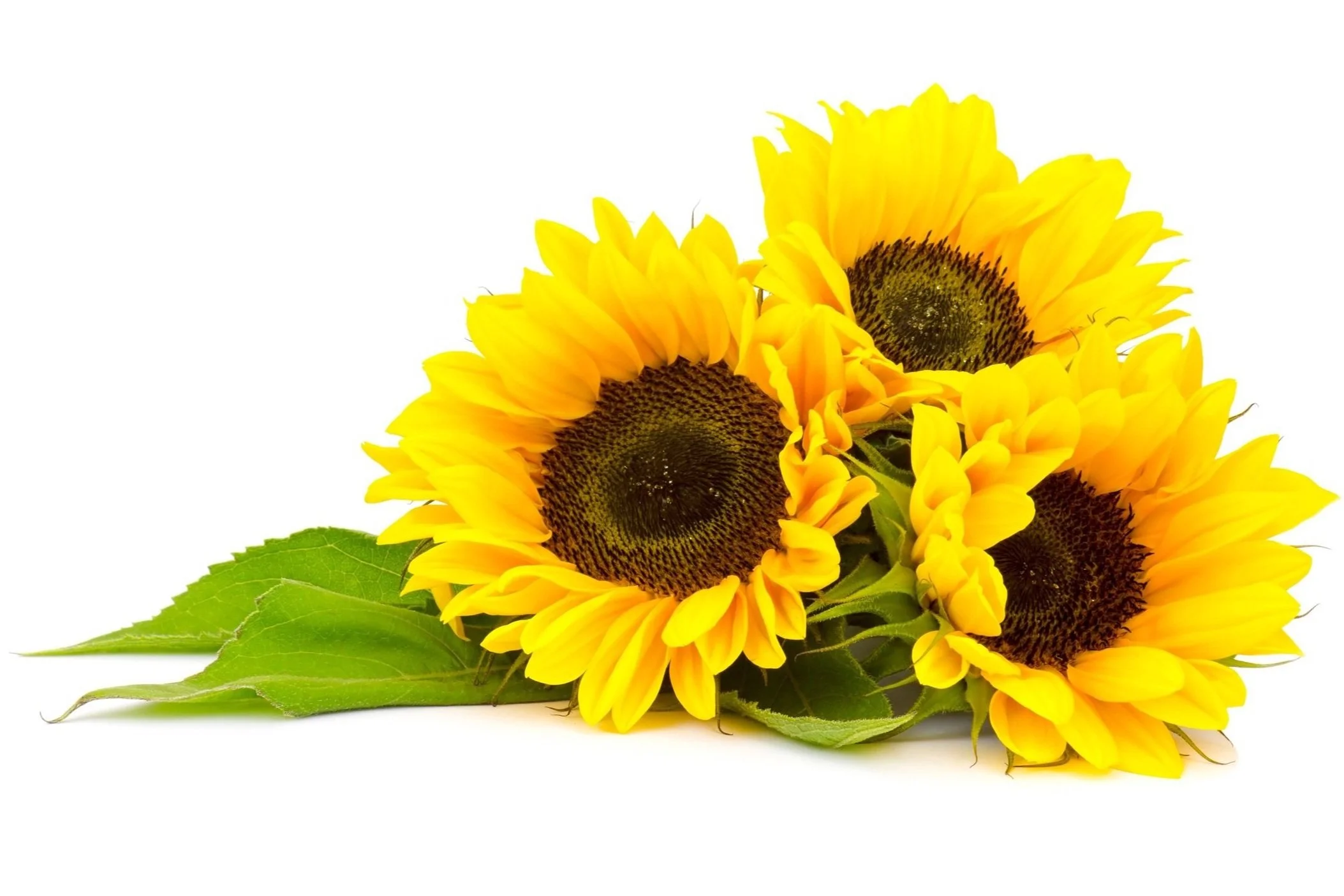 AdobeStock_54536334%2B%25281%2529.jpg