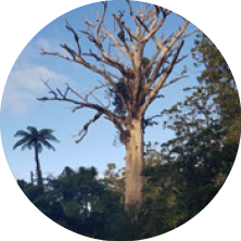 Large, leafless tree with branches stretching outward, situated in a lush outdoor area with a palm tree and green foliage in the background against a blue sky.