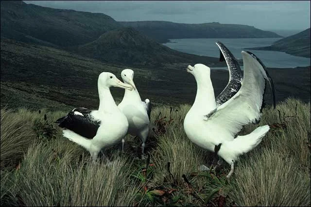 Four sculptures of birds resembling ducks or swans in a grassy landscape with mountains and a lake in the background.