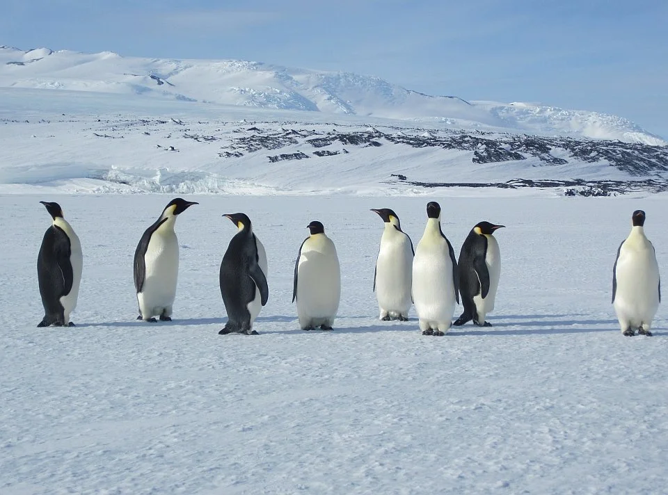 A group of seven penguins on snow-covered ground with icy mountains in the background.