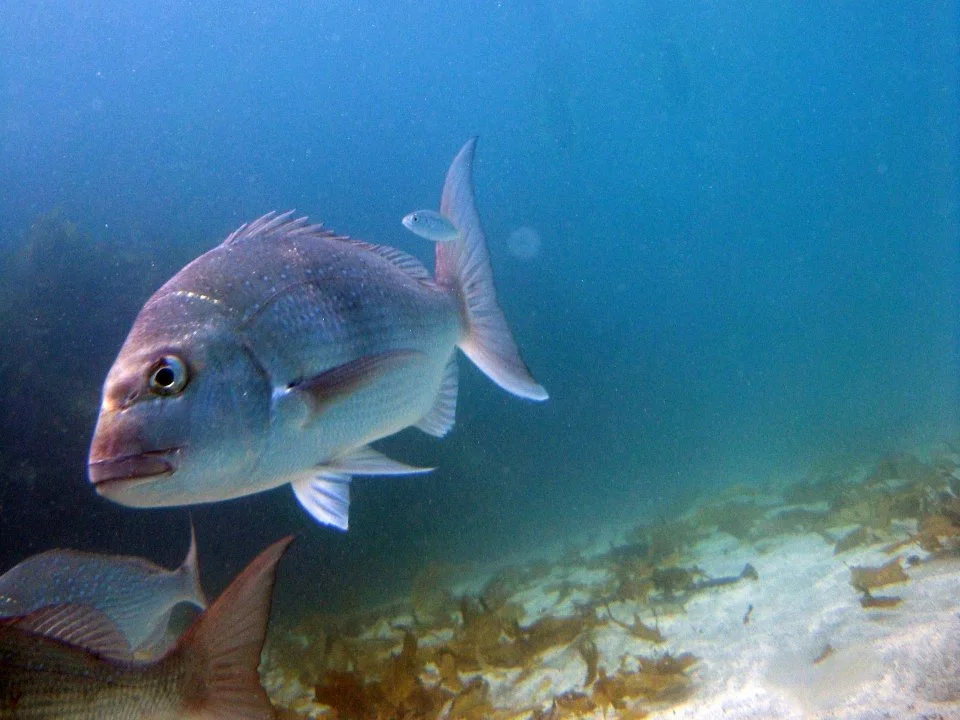 A large fish swimming underwater with a smaller fish above it and debris on the ocean floor.