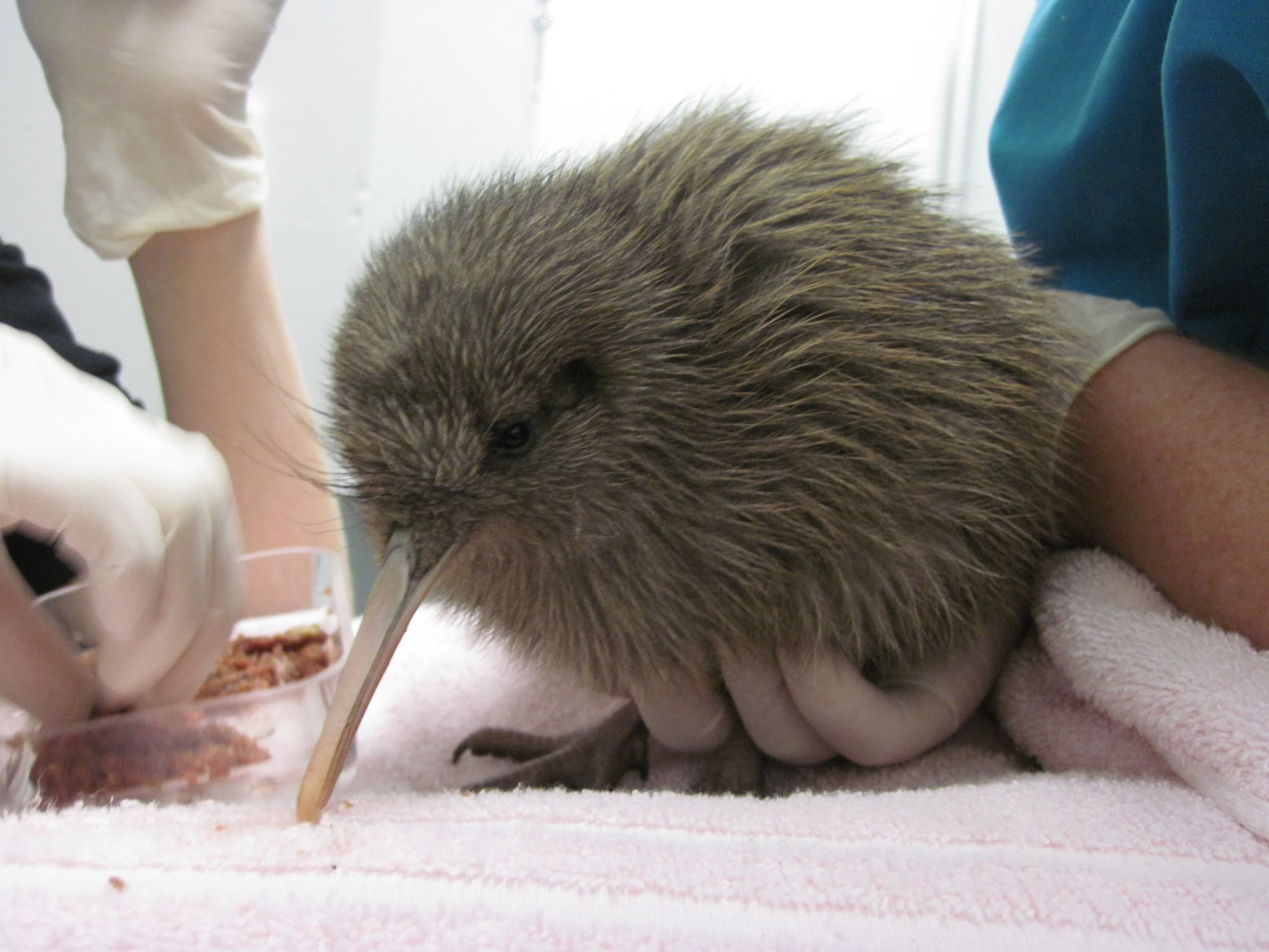 Close-up of a young hedgehog being fed with a dropper by a person wearing gloves, with another person in a blue shirt nearby, in a clinical setting.