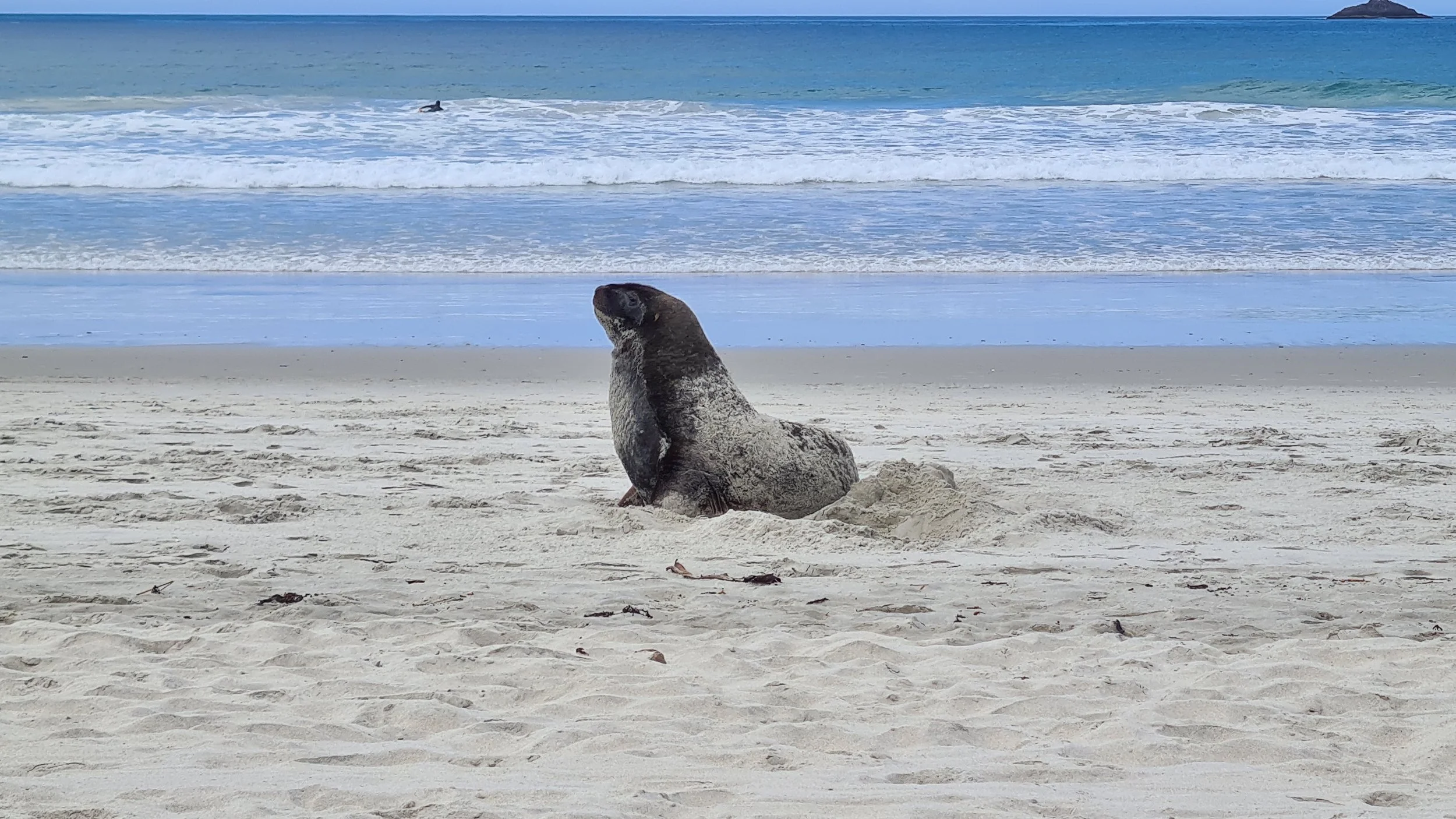 A seal sitting on the sandy beach near the ocean, with ocean waves and a distant island visible in the background.