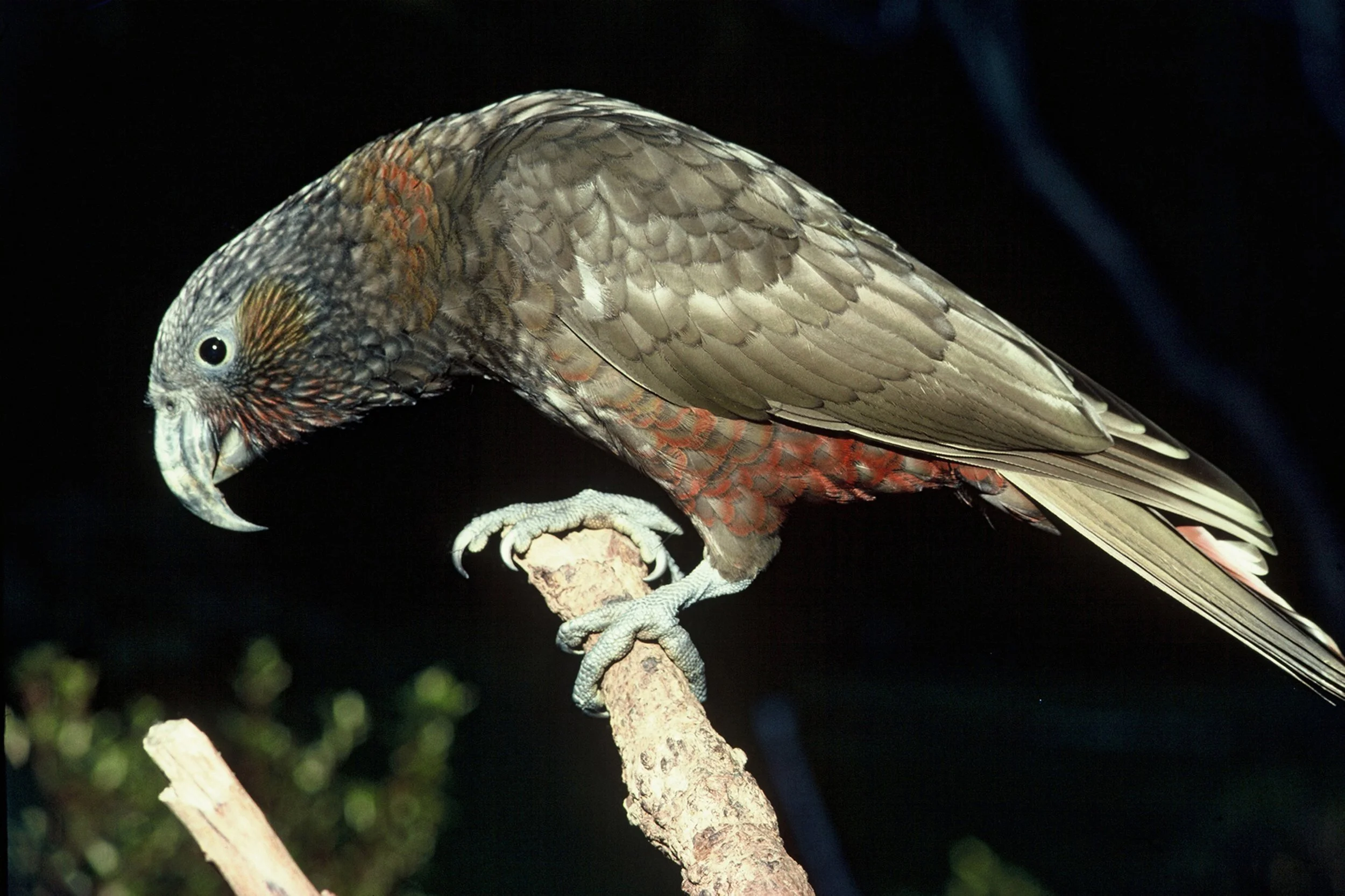 A colorful bird perched on a branch at night, with detailed feathers and dark background.