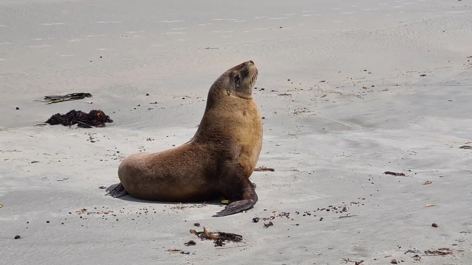 Seal sitting on a sandy beach with some seaweed and debris around.
