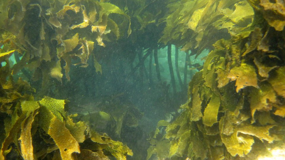 Seaweed and people: an ocean connection