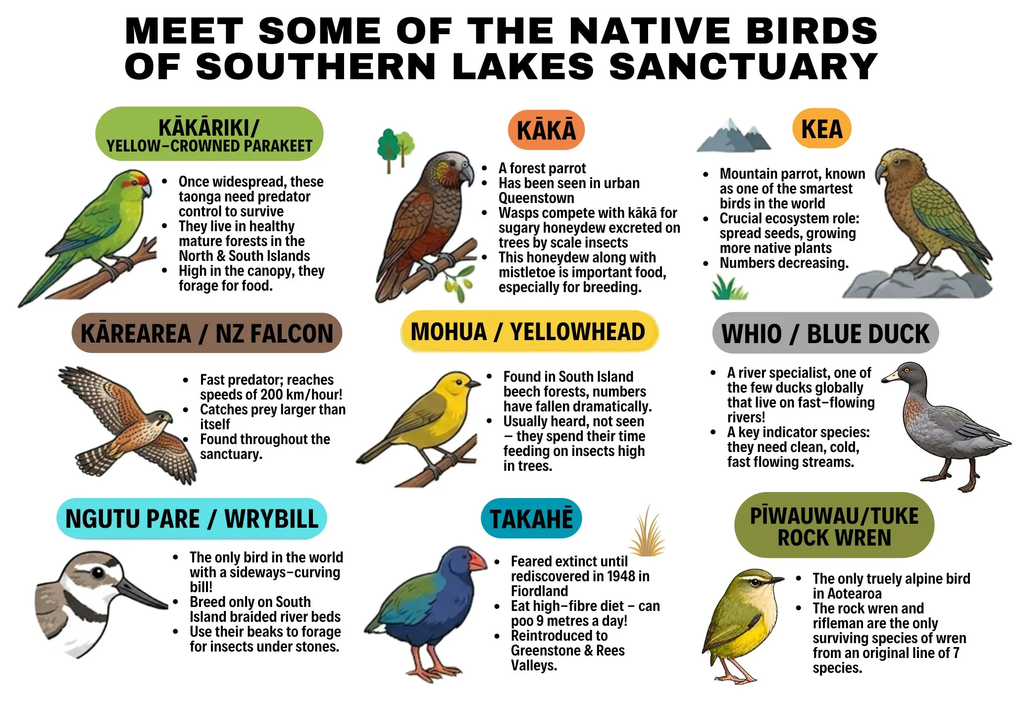 Native Birds Ngā Manu Māori