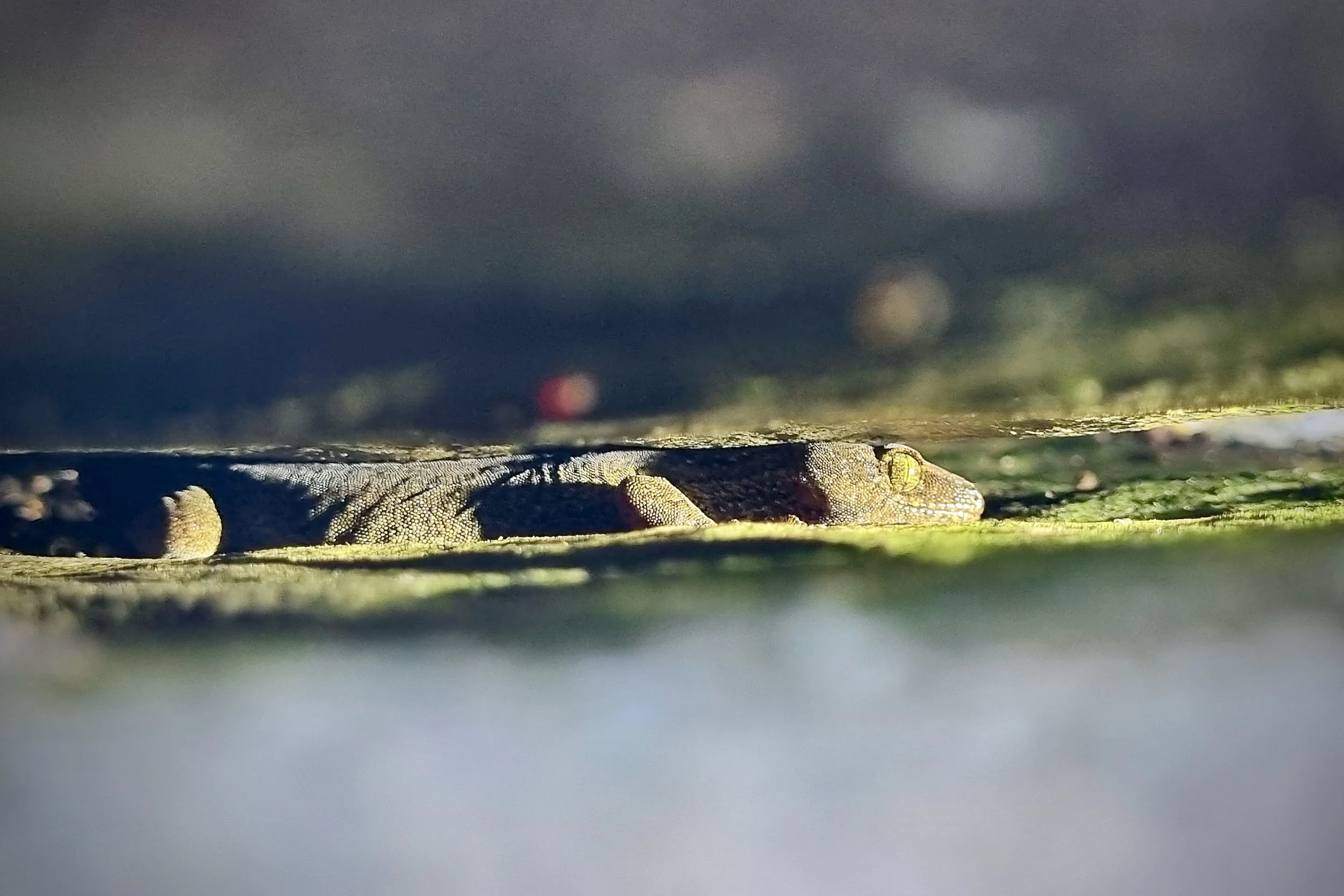 Biodiversity Beyond Birds