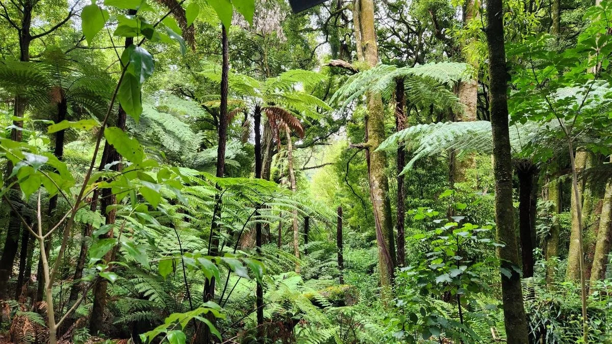 Visitors will notice thick undergrowth and many layers of plant life inside the sanctuary.