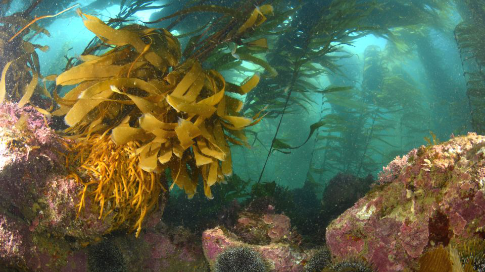Rimurimu (seaweed)
