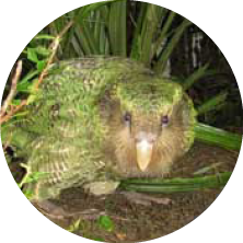A snake with the head of a guinea pig camouflaged among green plants.