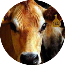 Close-up of a cow's face with a yellow ear tag marked '144.'
