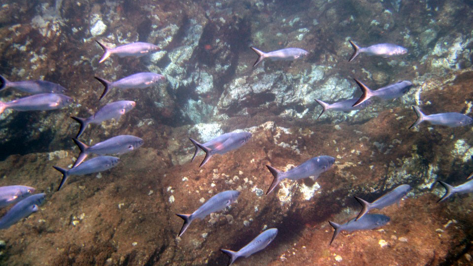 A school of consumer fish swimming above rocks