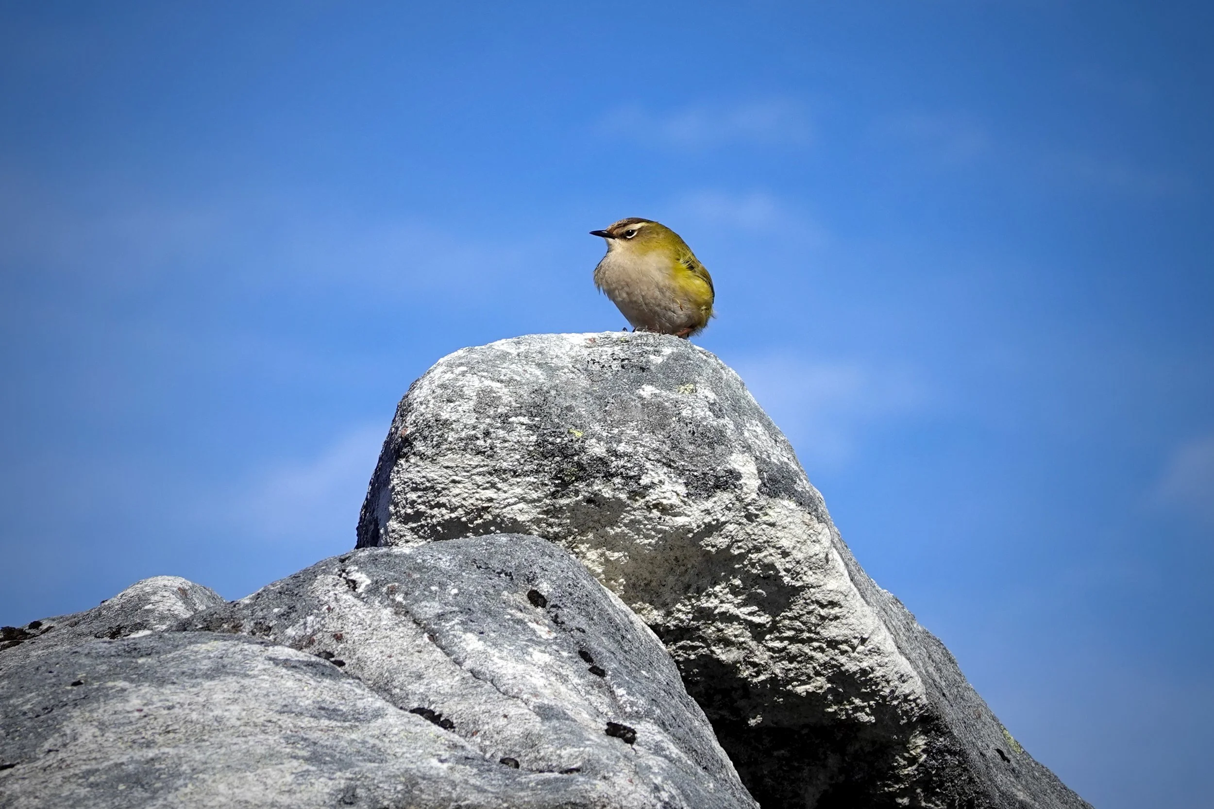 An image of a pīwauwau, a New Zealand rock wren perched on a boulder .