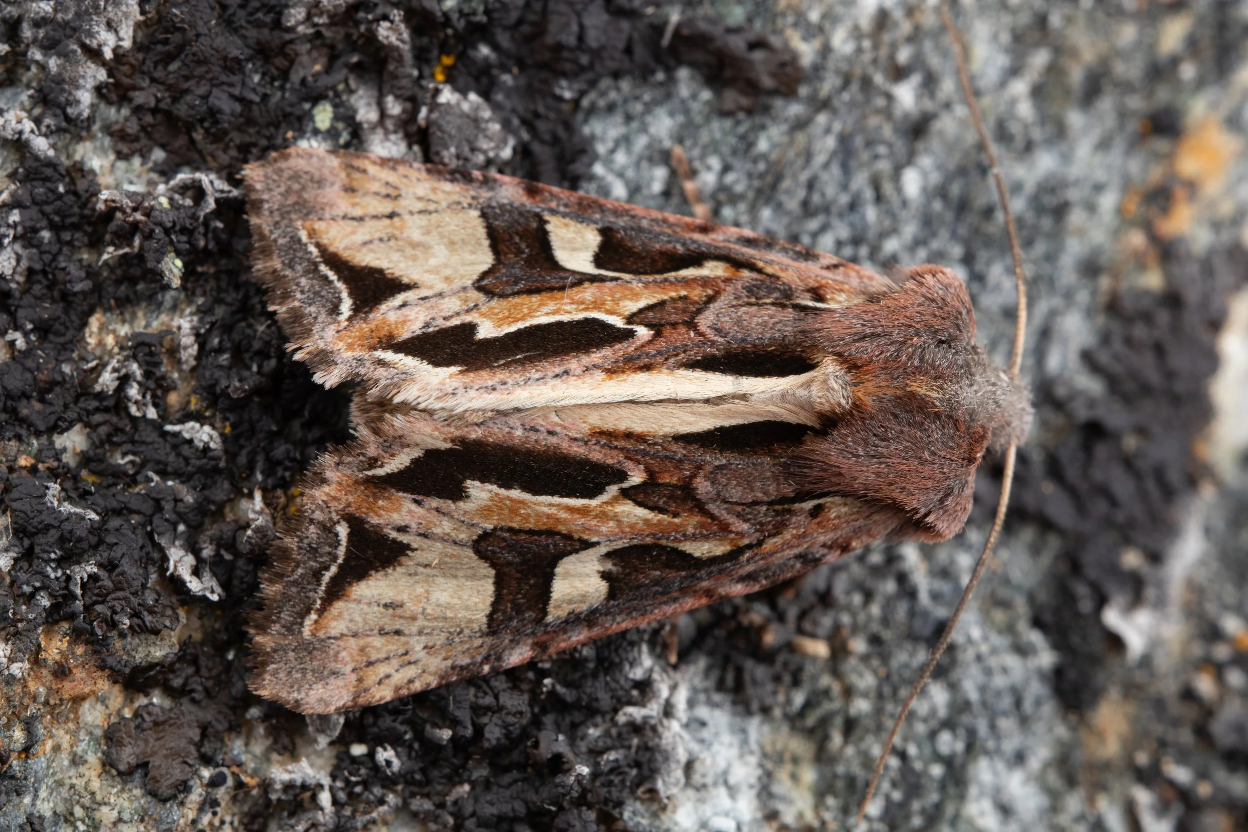 Image of an alpine treasure owlet moth.