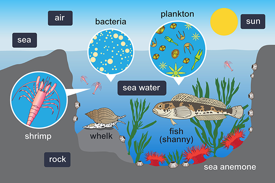 A diagram of a marine ecosystem
