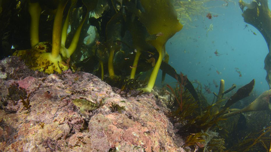 Seaweed and rocks below the water