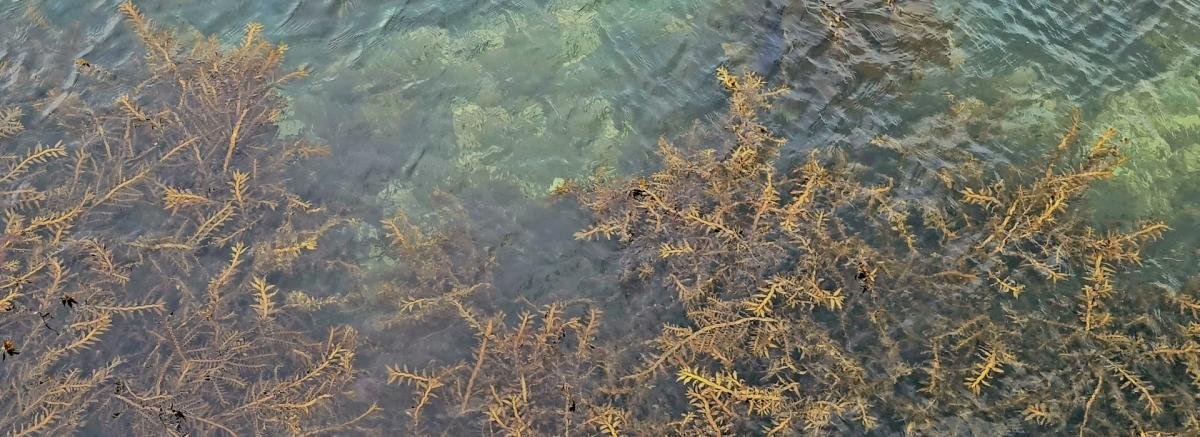 Rimurimu | seaweed.