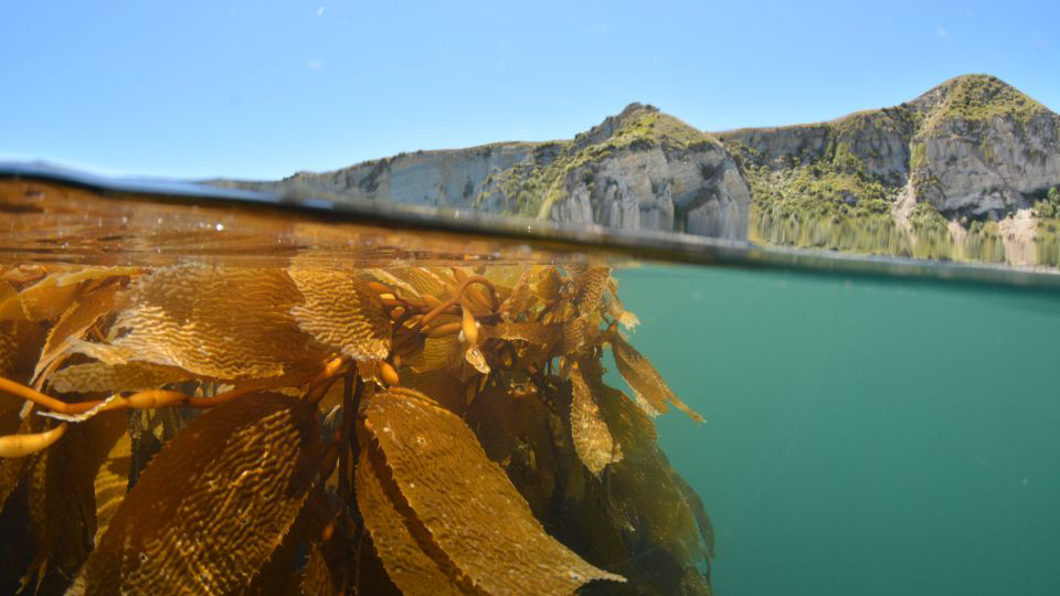 View of seaweed below the water and land above the water
