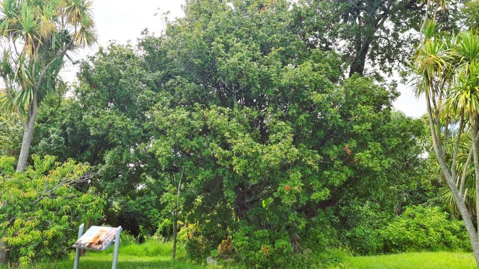 The tītoki tree still standing today on Ōtūmoetai Pā, Image: LEARNZ.