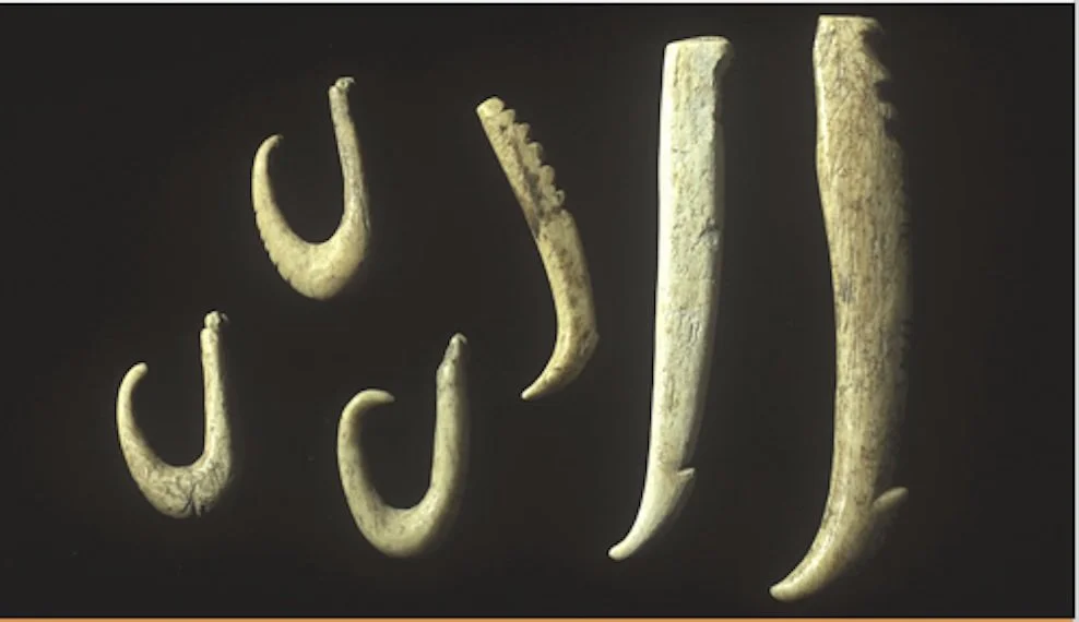 Fishing hooks found at Ōtūmoetai Pā