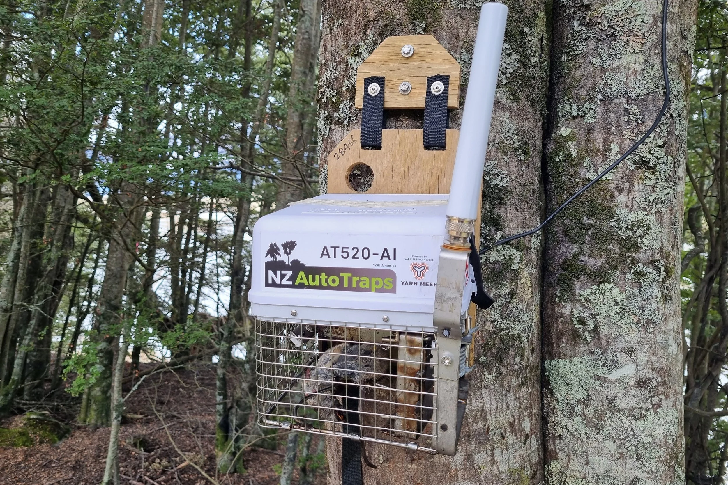 An image of a AT520 trap on the trunk of a tree.