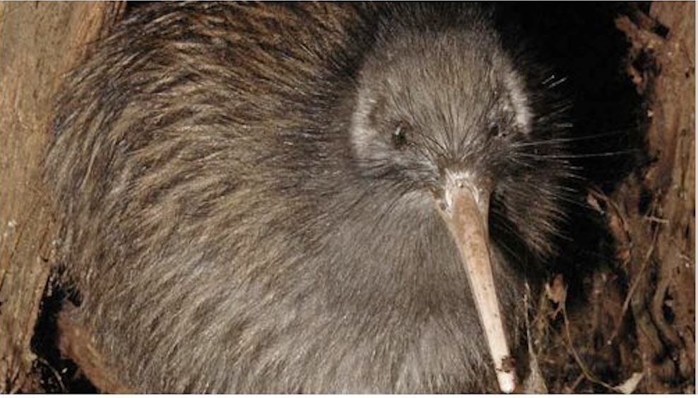 A kiwi