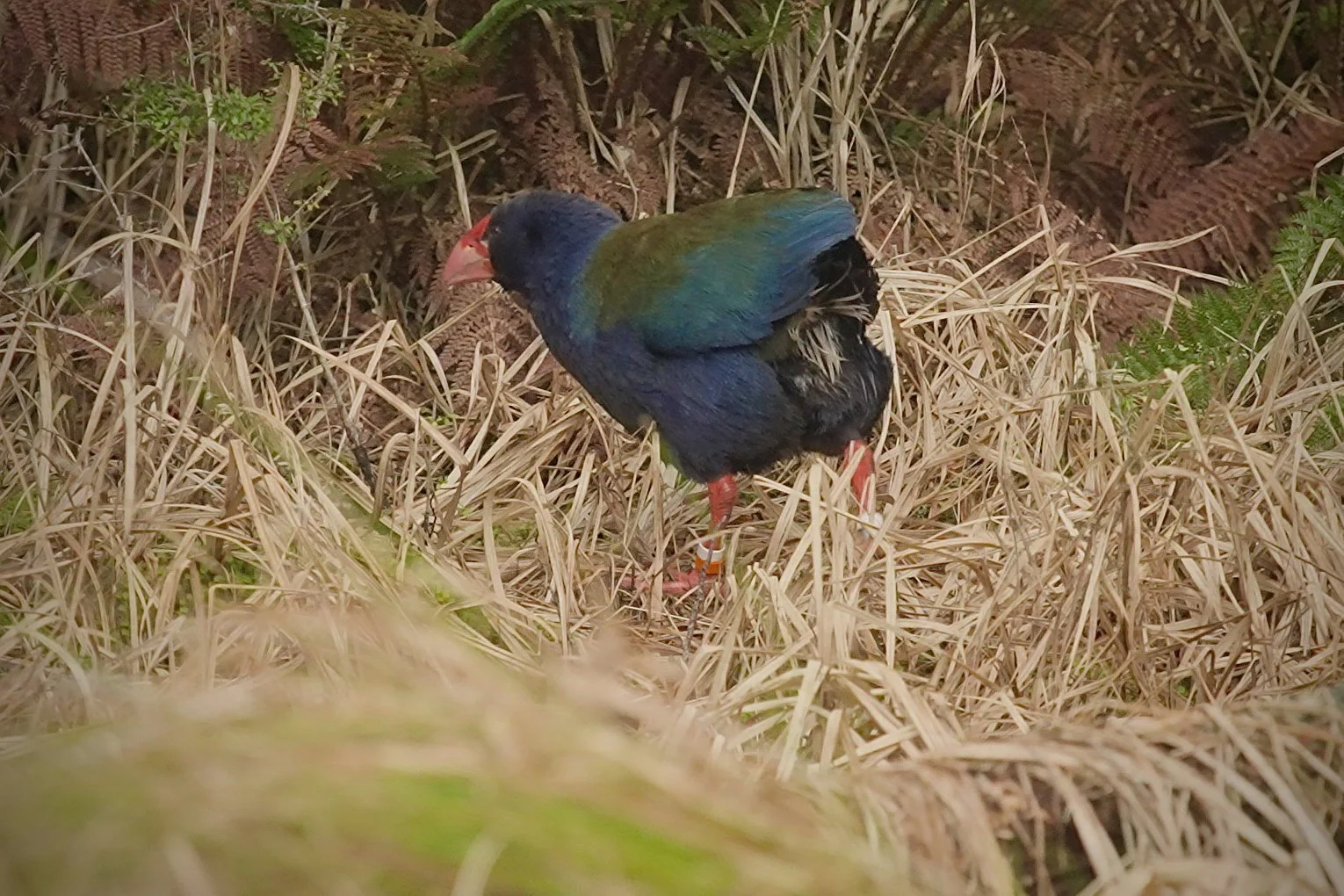 An image of a takahē in the Rees Valley.