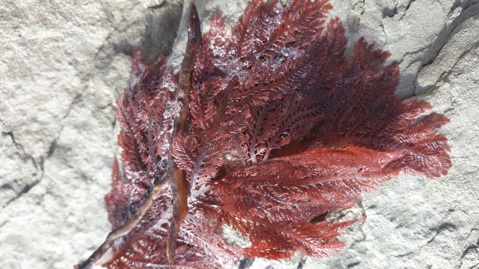 A red seaweed used to make agar jelly