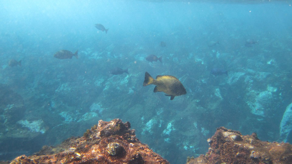 A fish in the ocean with a number of other fish scattered in the background