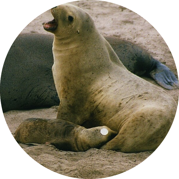 Sea lion nursing
