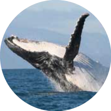 A whale breaching the surface of the ocean with part of its body and tail in the air.