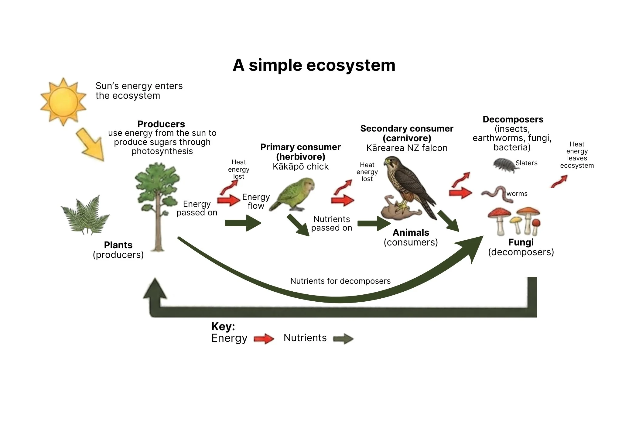 A diagram of a simple ecosystem.