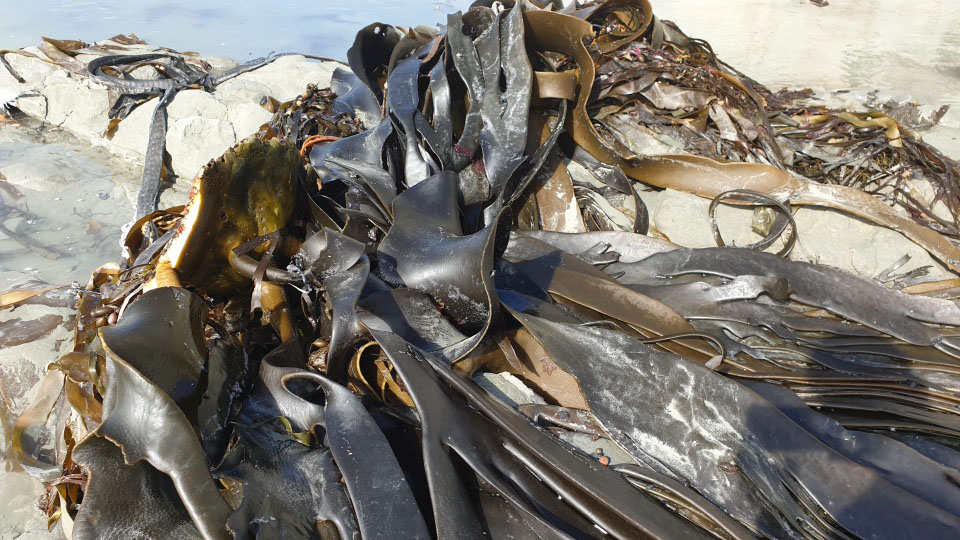 Rimurapa, bull kelp seaweed on a beach