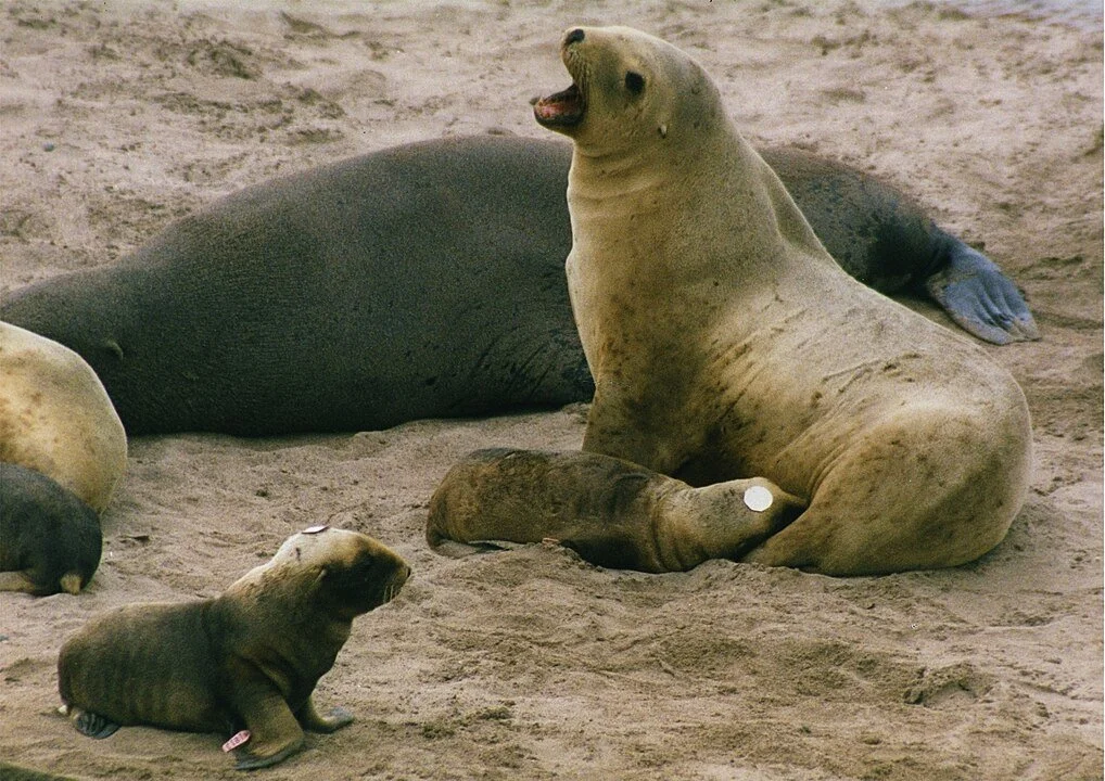 A group of New Zealand sea lions with a female is nursing a pup.