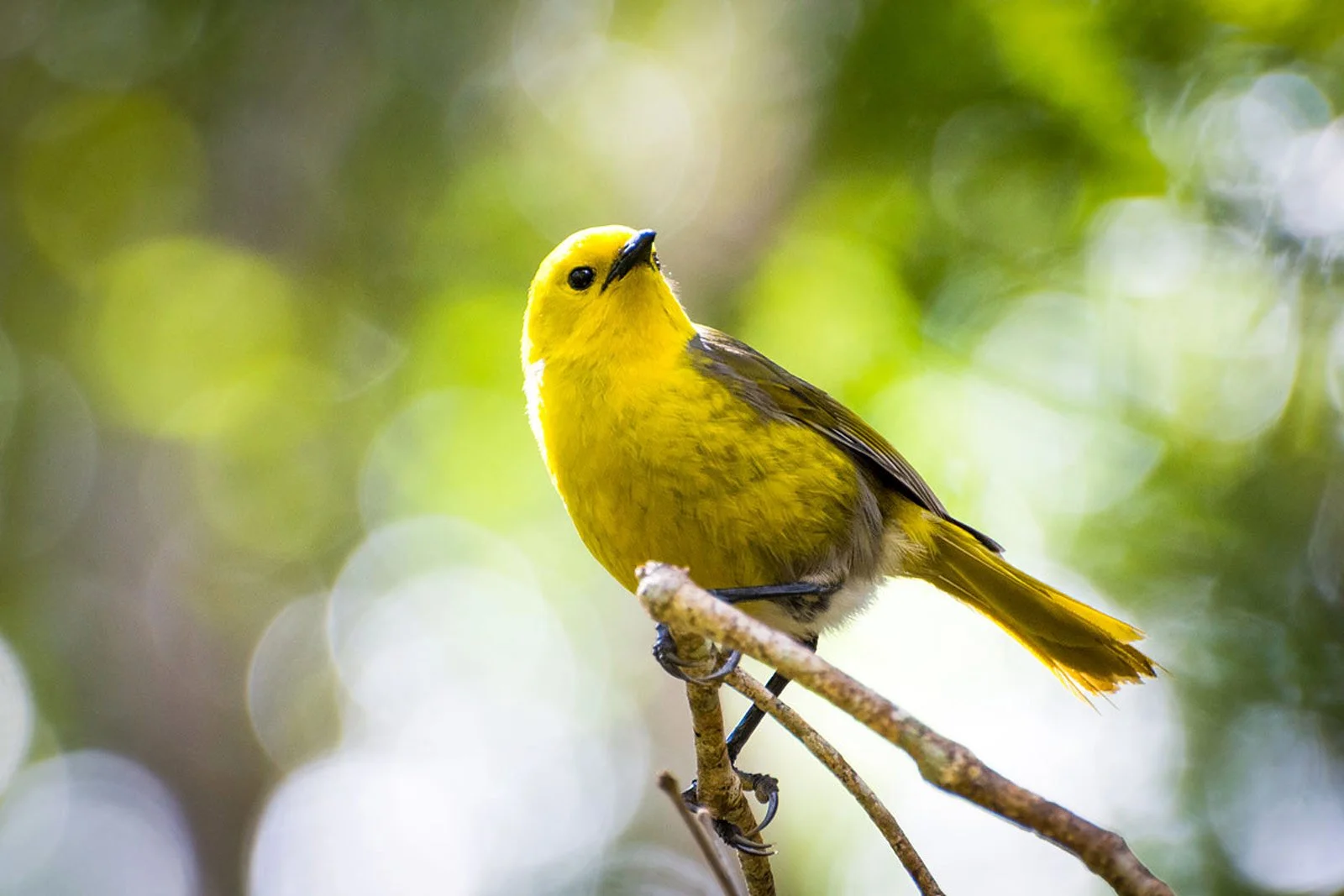 A photo of a mohua taken in the Southern Lakes Sanctuary.