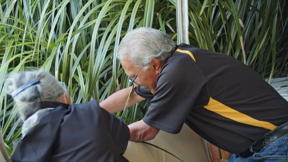 We can experience intangible heritage through things like customs, traditions, crafts, sports, music, and dance. Pictured: Kiekie harvest for marae conservation. Credit: HNZPT.