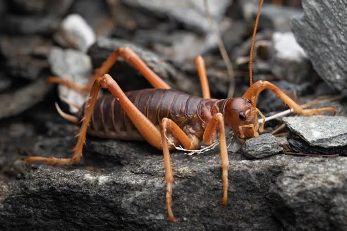 An image of a Southern Alps giant wētā.