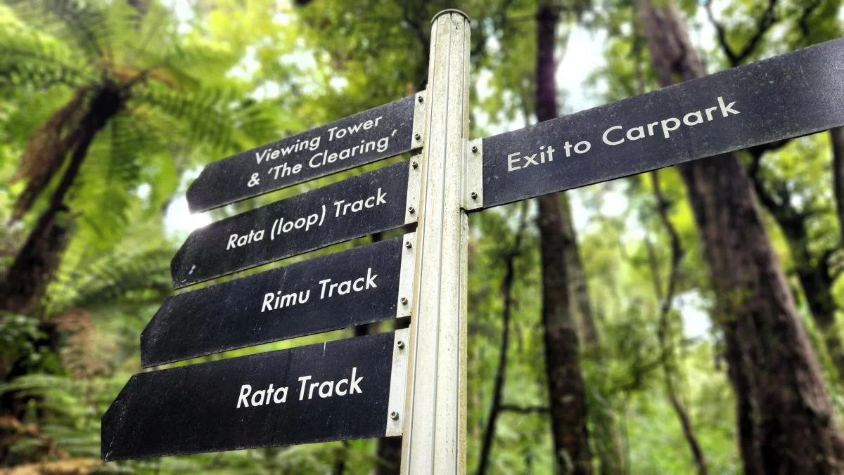 Visitors can walk along well-kept tracks at Sanctuary Mountain Maungatautari.