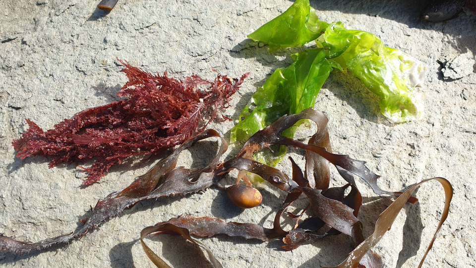 Different types and colours of seaweed