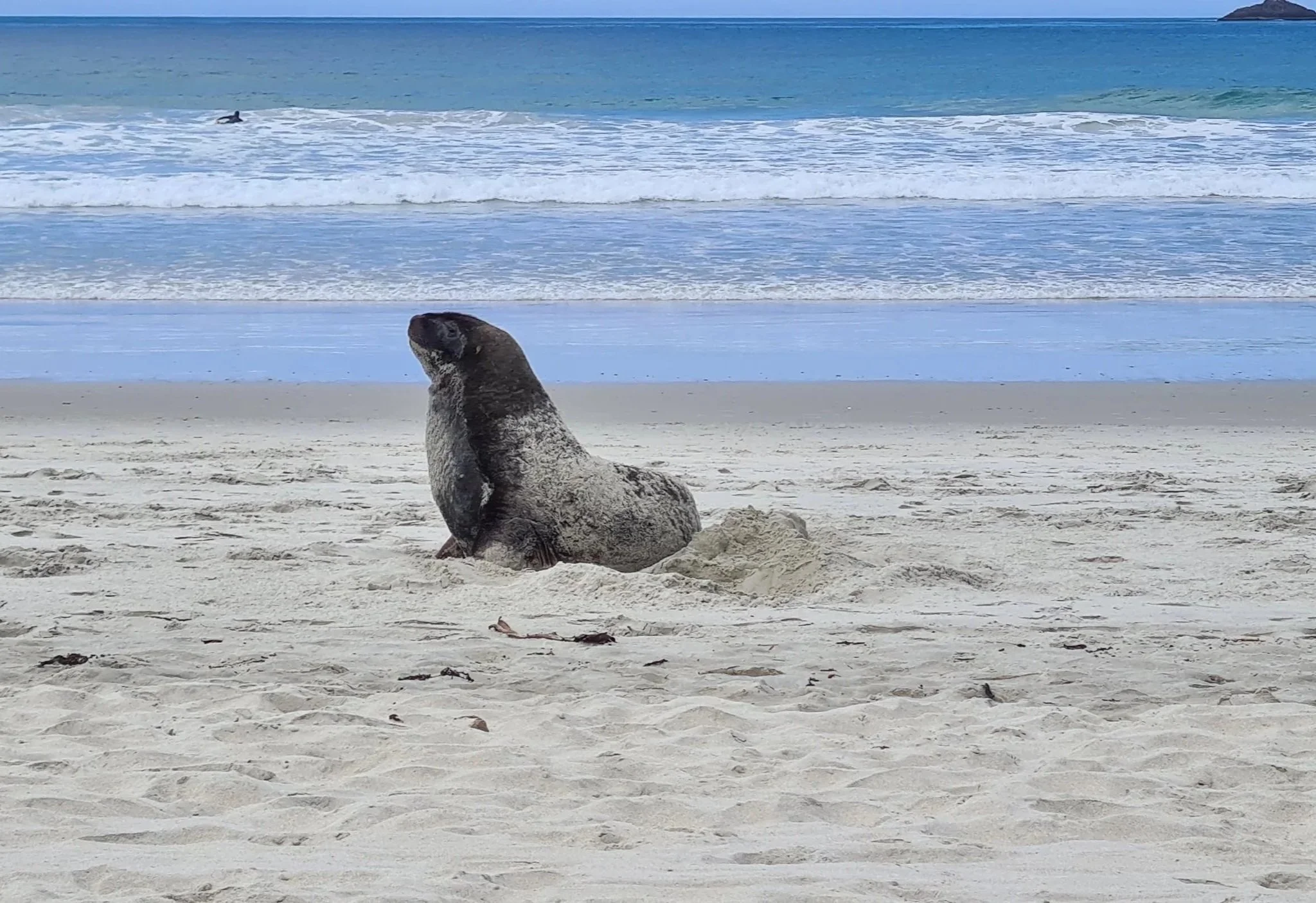 Sea lion resting on sandy beach with ocean and waves in the background.